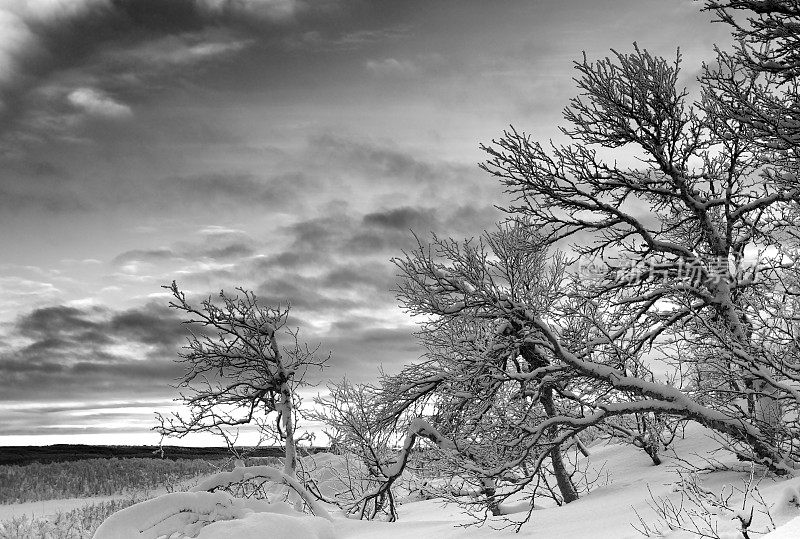 冬天的早晨，白雪覆盖的地面和结霜的白桦林