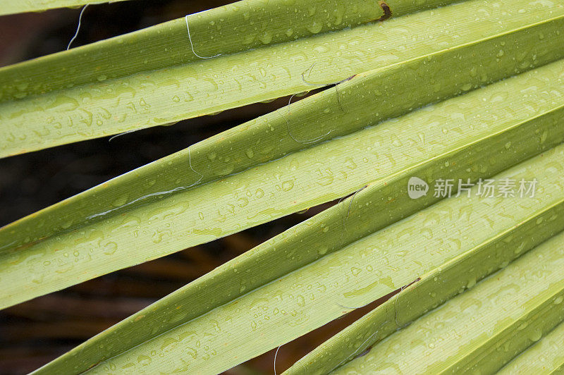 热带雨林植物