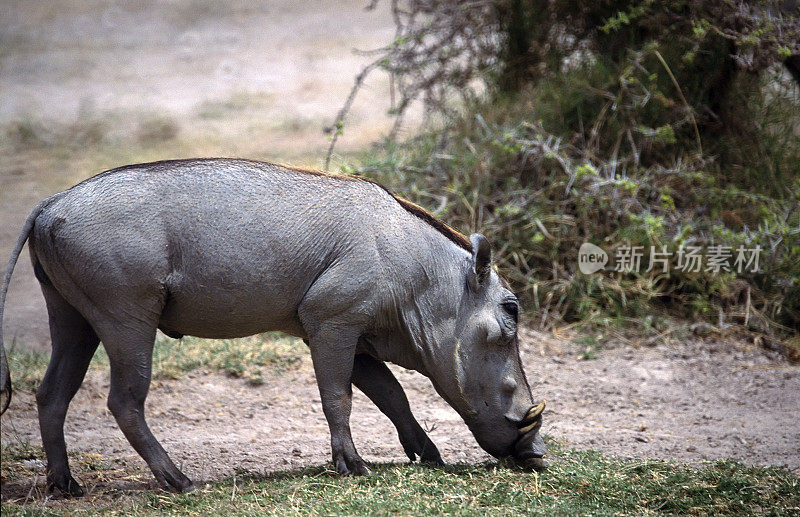 疣猪在肯尼亚