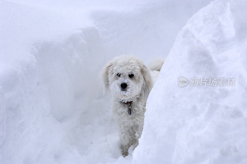 白雪中的小白狗