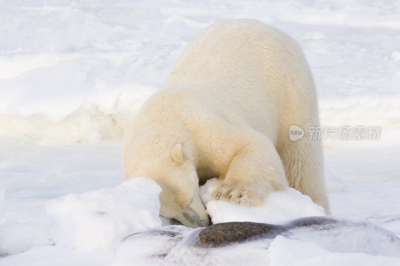 北极熊在寻找食物。