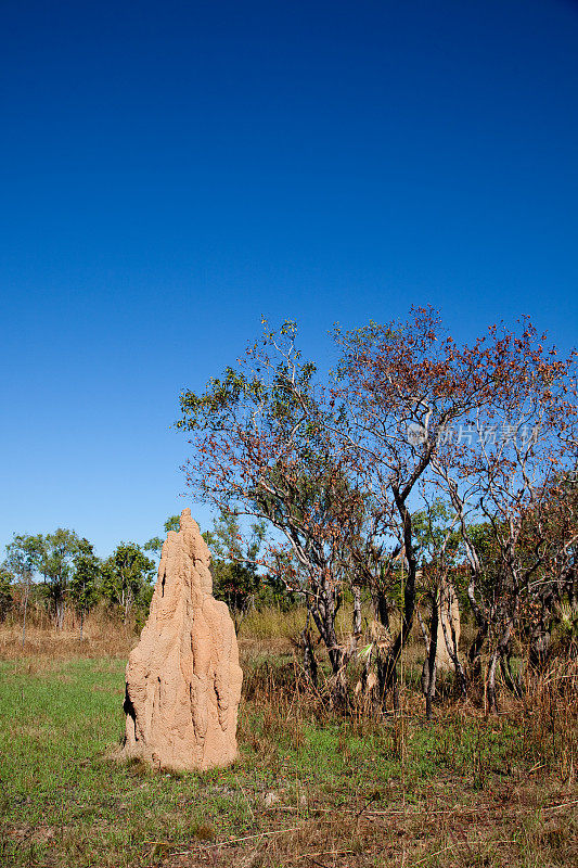 澳大利亚北部利奇菲尔德国家公园的白蚁丘