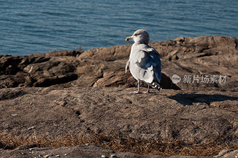 休息只海鸥