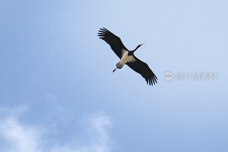 黑鹳