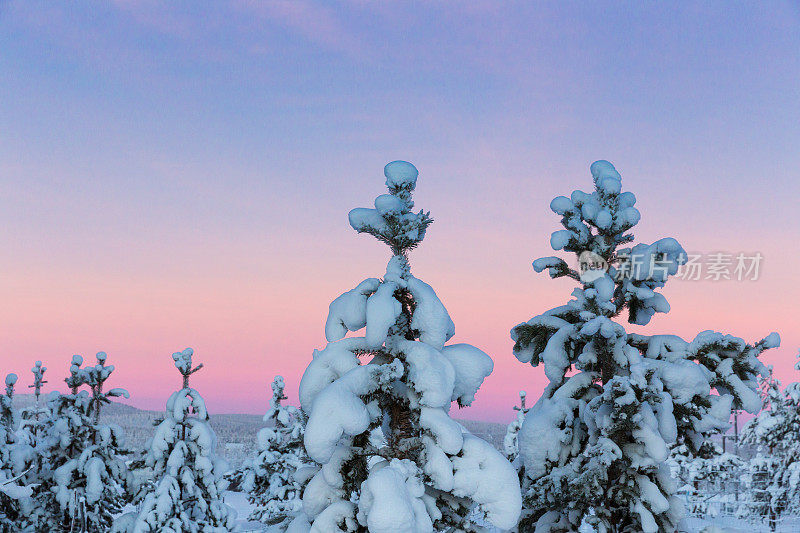 冬季日出的北极雪林景观