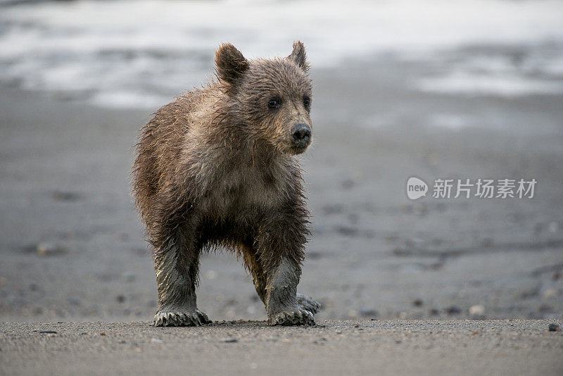 泥泞、湿