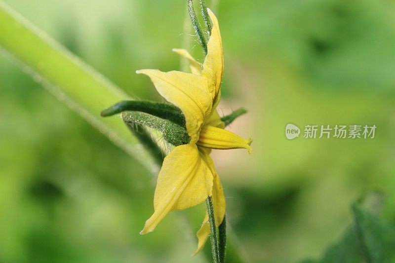 植株上的黄色番茄花