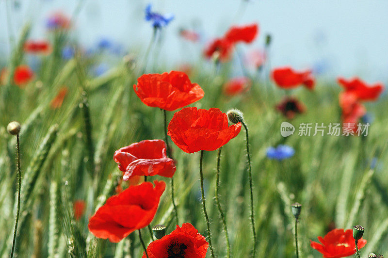 罂粟花和矢车菊