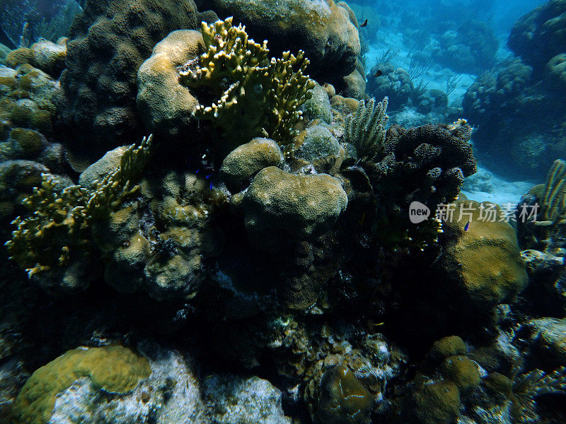 海洋生物多样性