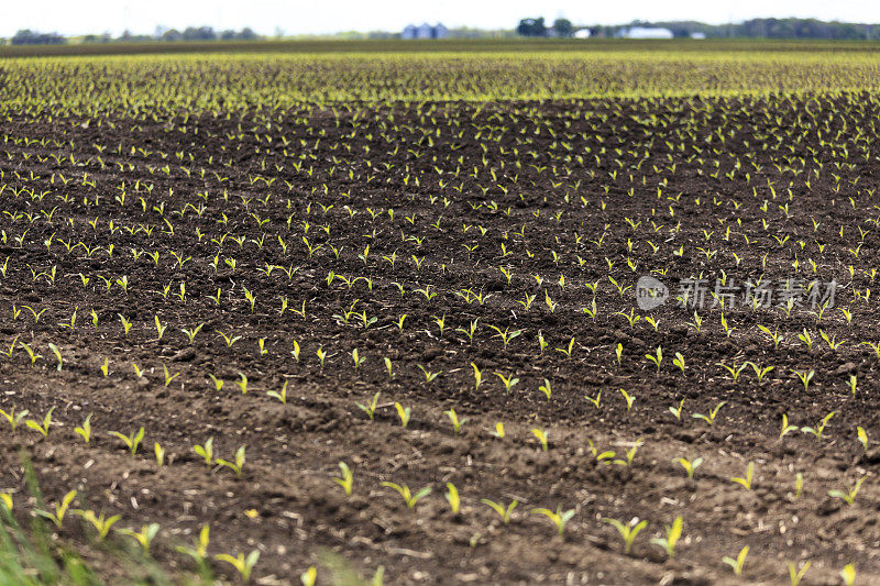 一排排的玉米从农田里冒出来
