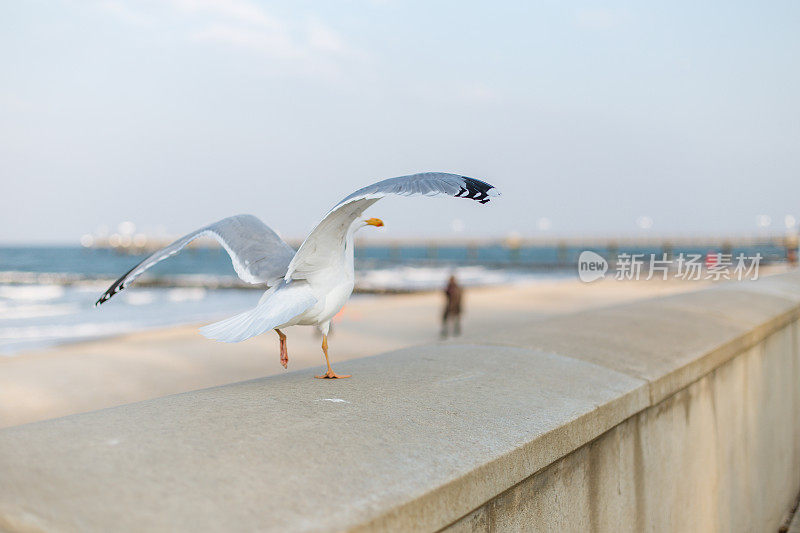 海鸥在奔跑和起飞