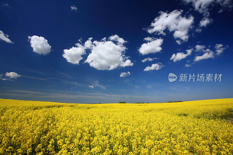 油菜花领域