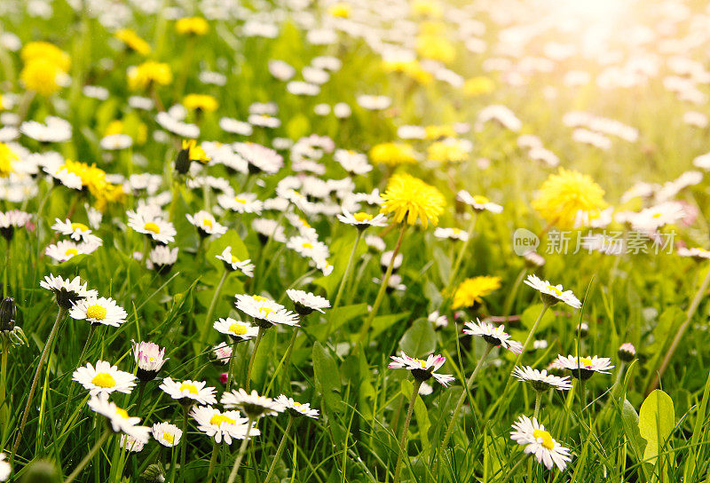 长满雏菊和蒲公英的绿色草地