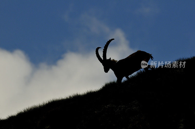 高山山羊或斯坦博克（山羊山羊）