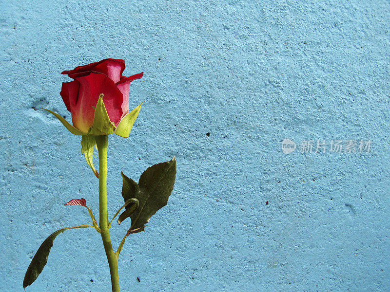 玫瑰靠蓝墙