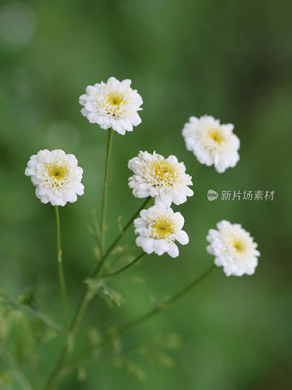 一束白花