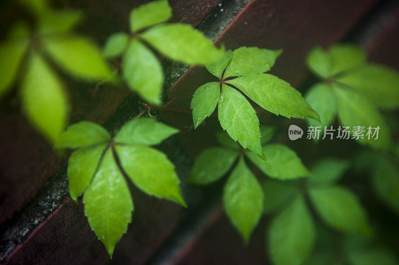 潮湿和多雨的