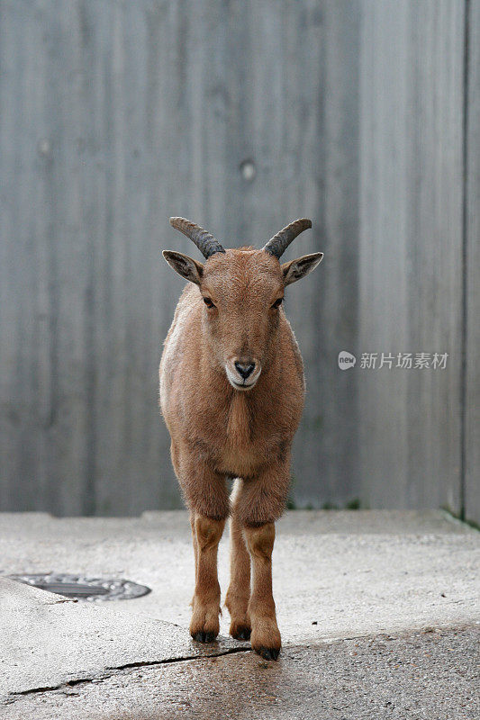 小山羊的摩羯座