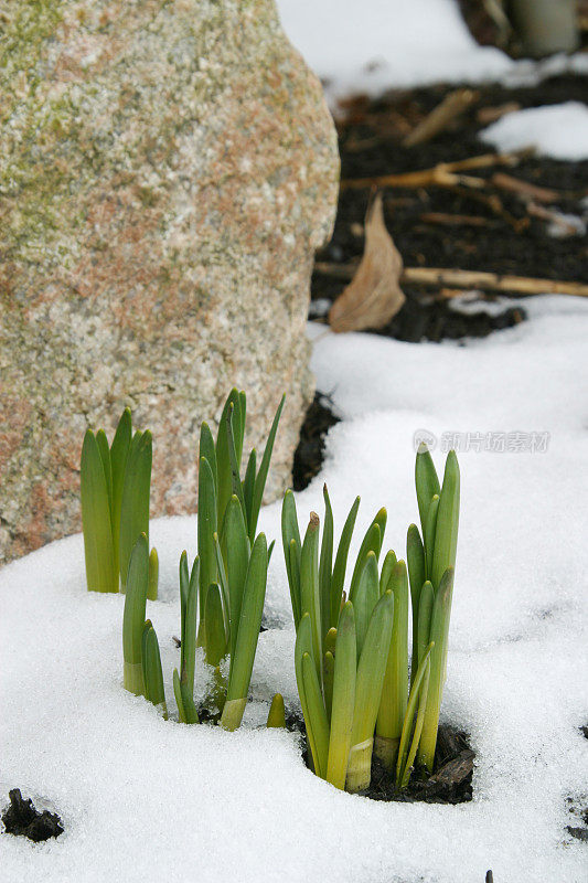 春天的水仙花在冬天的雪中发芽