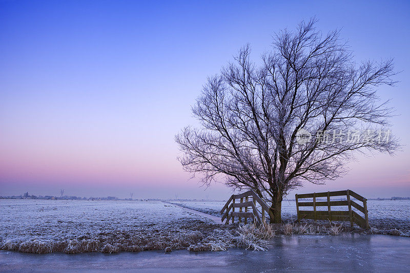 荷兰冬日里黎明时分的一棵孤独的树
