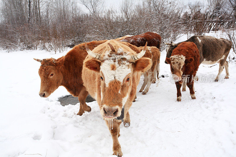 牛在冬天