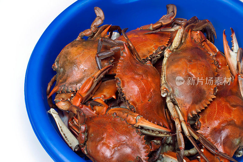 蓝色的碗里装满了煮好的螃蟹