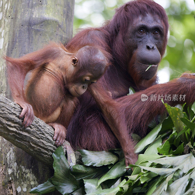 猩猩妈妈和她的孩子