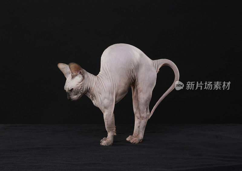 Sphynx猫伸展