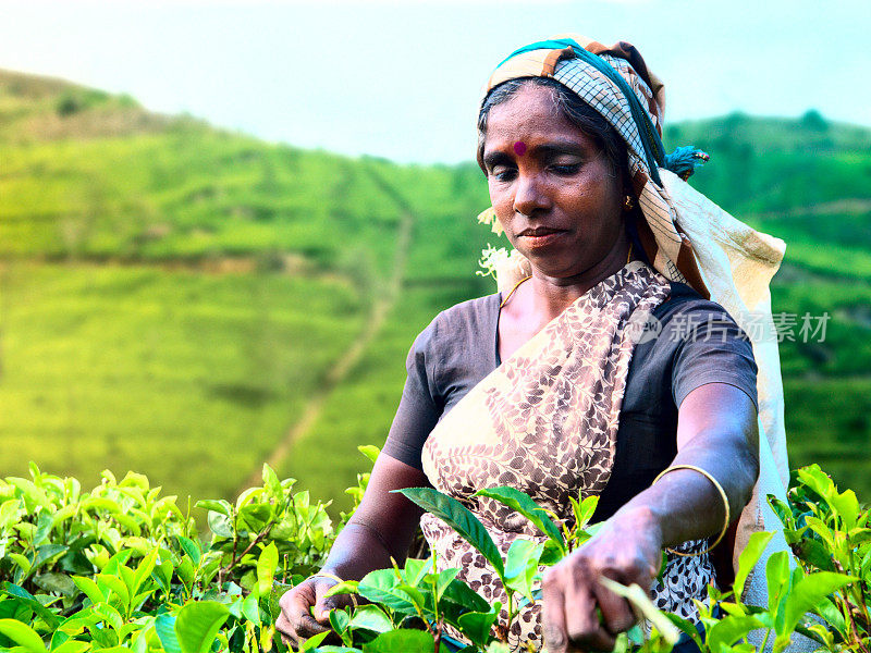 采摘茶叶的妇女