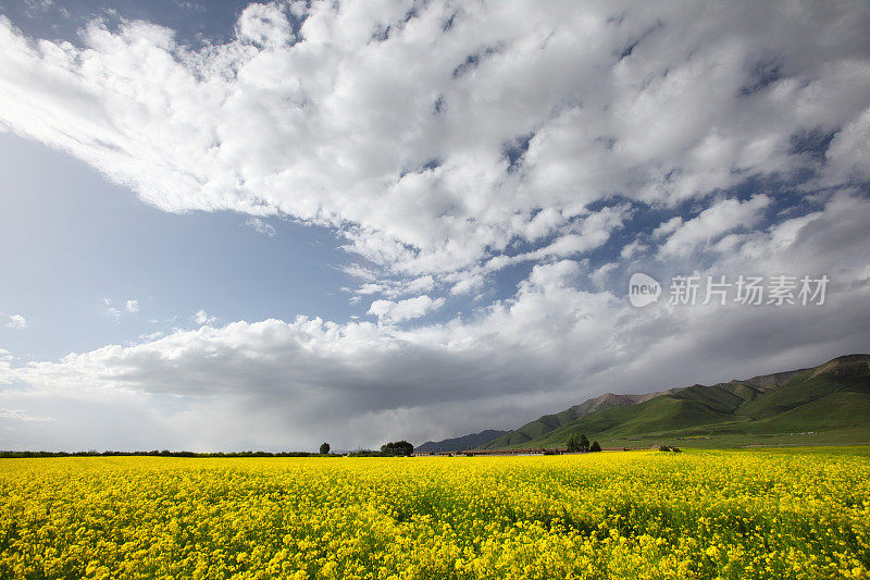 蓝天映衬下的油菜地