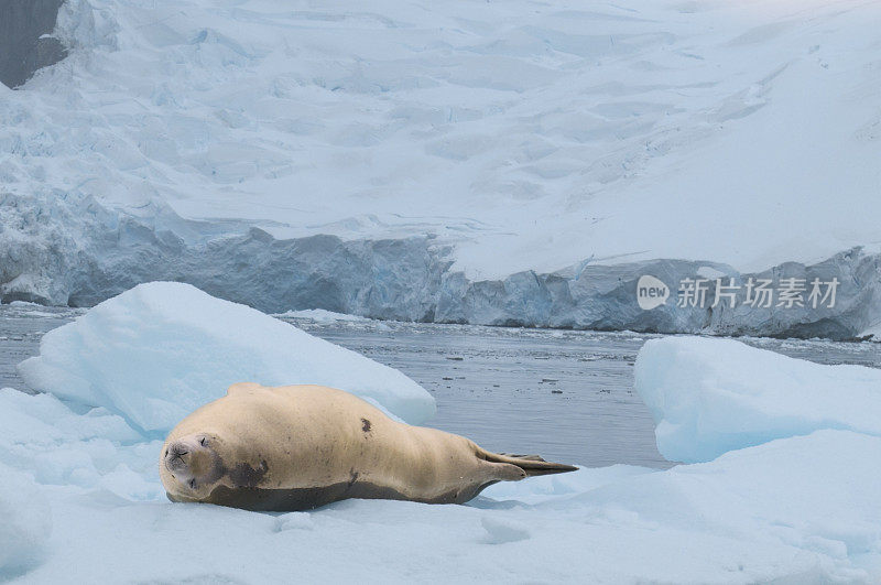 浮冰上的食蟹海豹