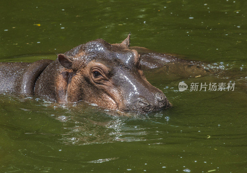 河马在水中