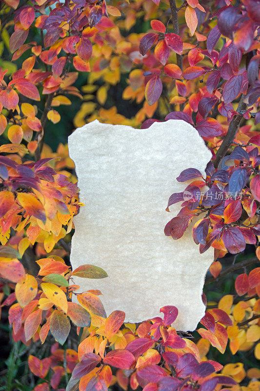 羊皮纸在灿烂的秋叶上留有显着的拷贝空间