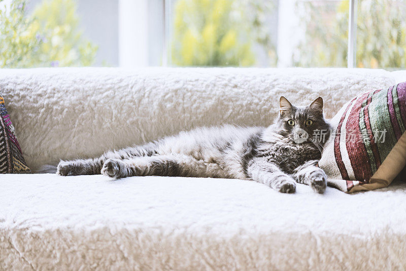 灰长毛家猫在沙发上