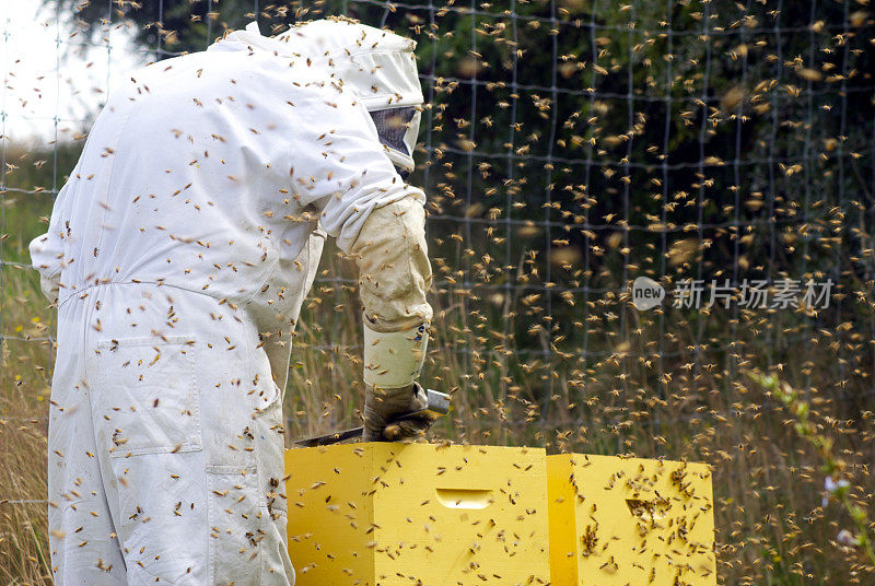 养蜂人和蜂房