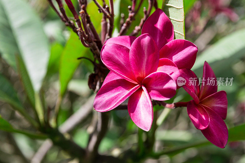 夏威夷群岛的热带鸡蛋花