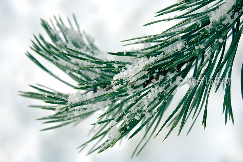 雪中的冷杉枝