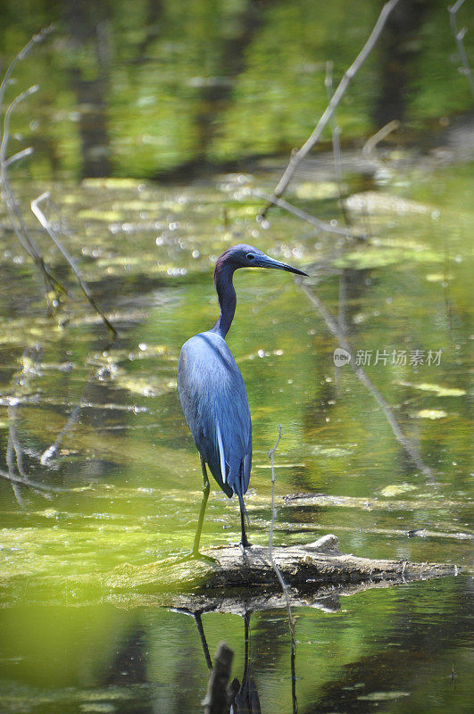 湿地中的蓝鹭