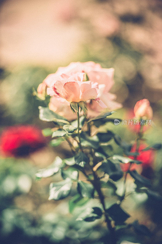 太阳下粉红和红色的玫瑰