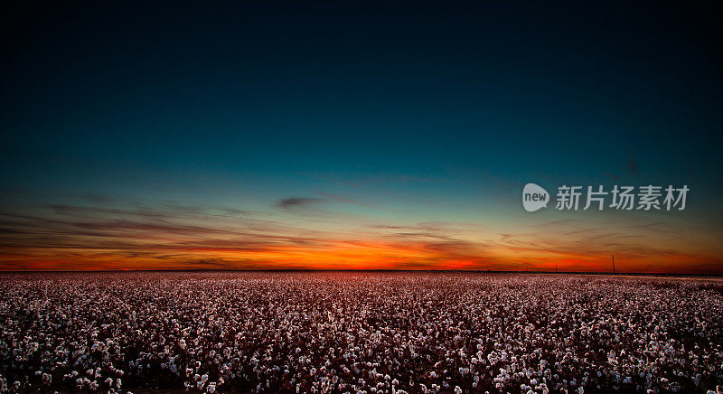 日落时分德克萨斯州西部的棉花田