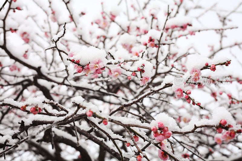 日本梅花在最后的二月雪下绽放