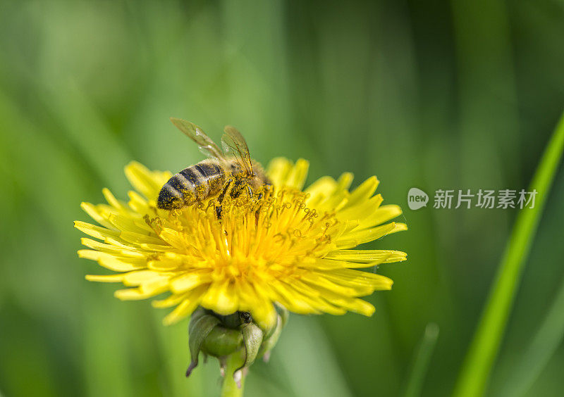 蜜蜂和蒲公英花