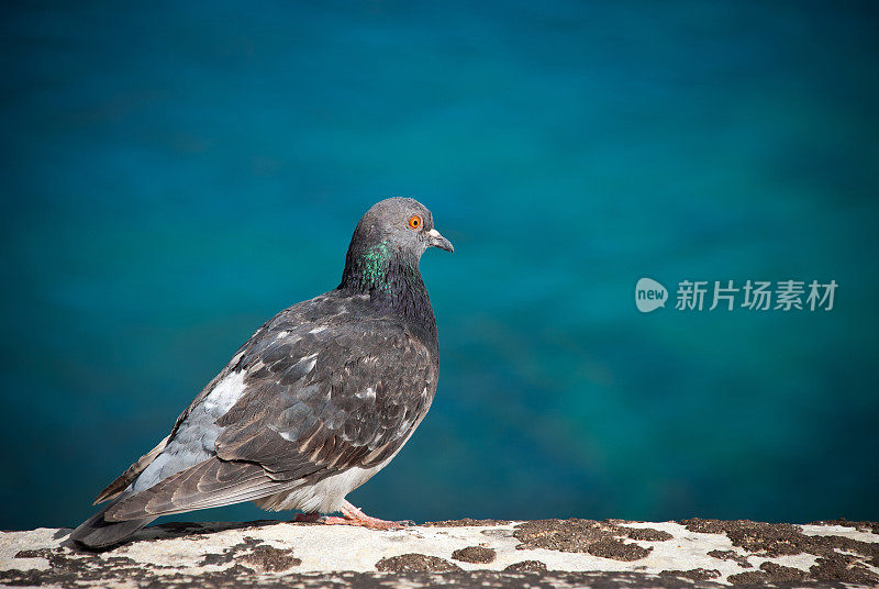 海边的鸽子