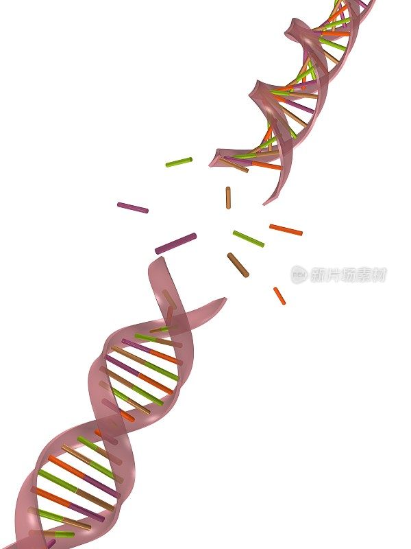 DNA分子的断裂