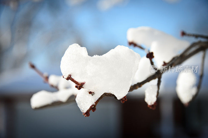 树枝上的雪特写