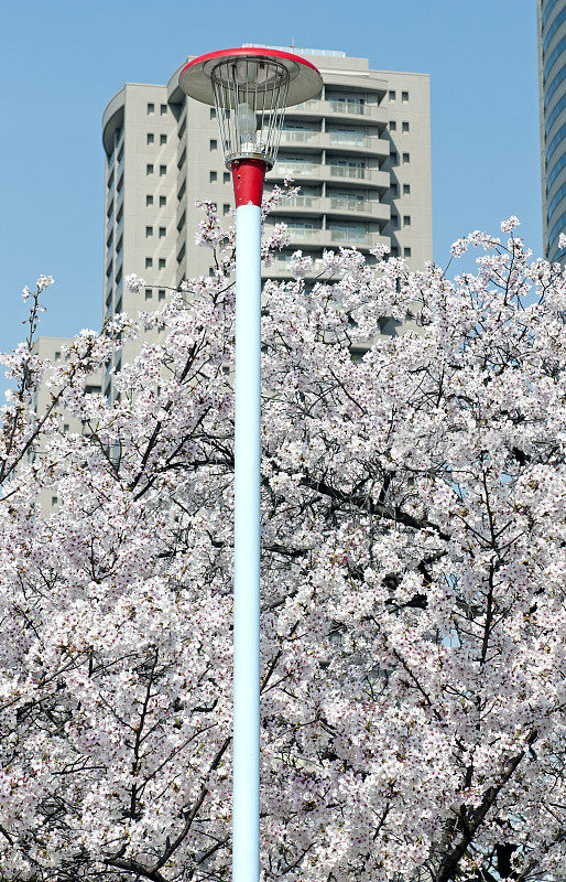 樱花在日本盛开