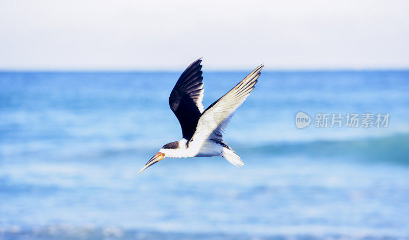 黑Skimmer海鸥飞过海洋在迈阿密海滩佛罗里达