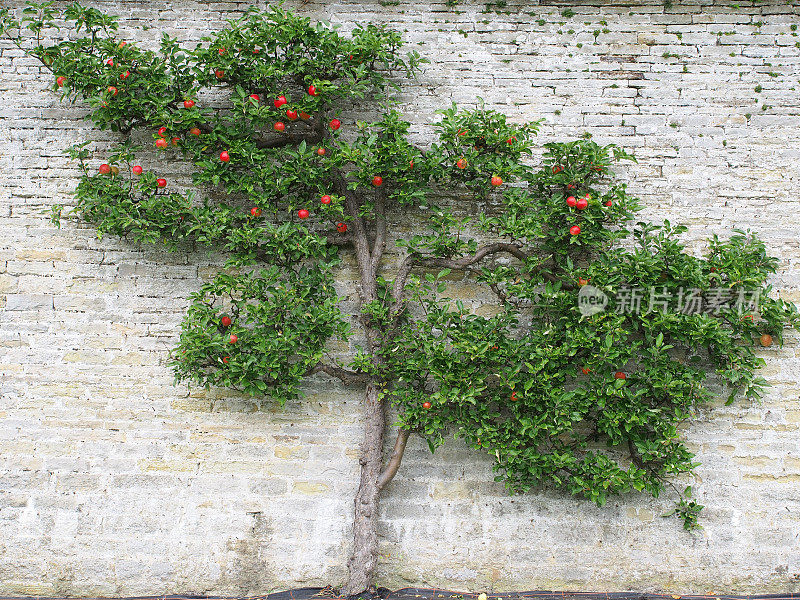 一棵修剪过的苹果树平靠着墙