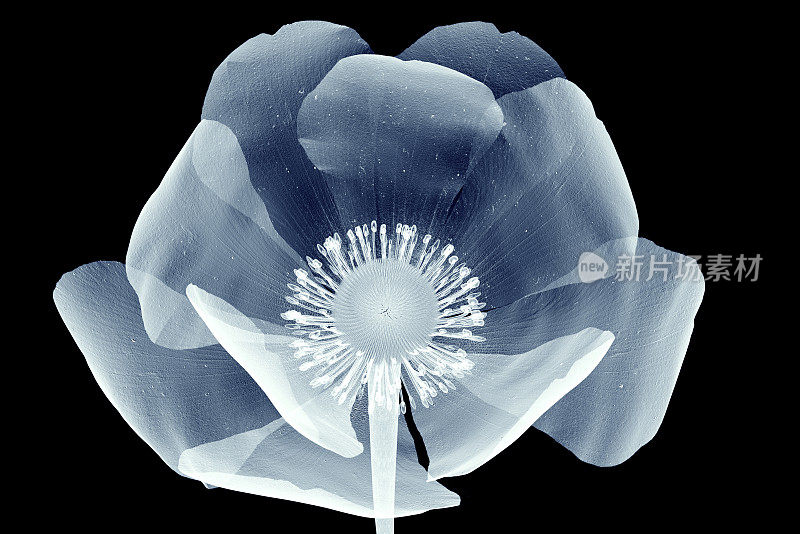 黑色罂粟花的x射线图像
