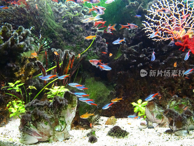景观淡水热带水族缸，霓虹四鳃鱼，孔雀鱼，丑角鱼
